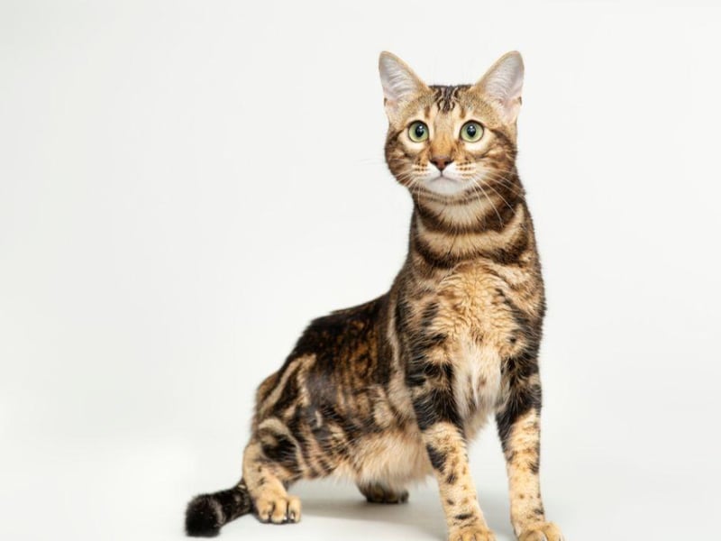 Remember that thing about affection and energy? A Bengal cat will love to hide things in order to initiate play time and your attention.