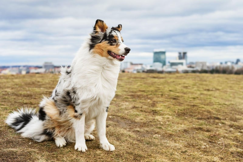 An interesting fact about the Australian Shepherd is that it's not actually from Australia - having been first bred in the USA. Their luxuriant coat has patches of black, red, or blue mixed with white or brown.