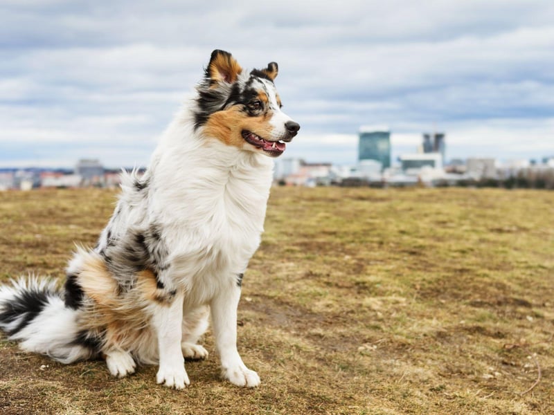 An interesting fact about the Australian Shepherd is that it's not actually from Australia - having been first bred in the USA. Their luxuriant coat has patches of black, red, or blue mixed with white or brown.