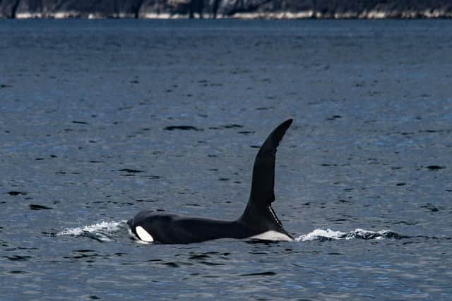 Bull orca John Coe, easily recognisable from the notch cut out of his dorsal fin, was sighted back in Scottish seas by members of the Hebridean Whale and Dolphin trust this week