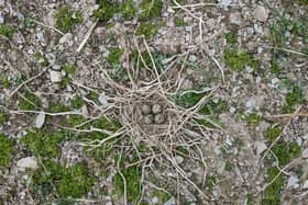 Led by SAC Consulting (part of SRUC), the group behind the campaign includes farmers, RSPB Scotland and NatureScot, who have come together to boost the population of Lapwings (pic: SAC Consulting)