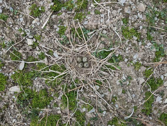 Led by SAC Consulting (part of SRUC), the group behind the campaign includes farmers, RSPB Scotland and NatureScot, who have come together to boost the population of Lapwings (pic: SAC Consulting)