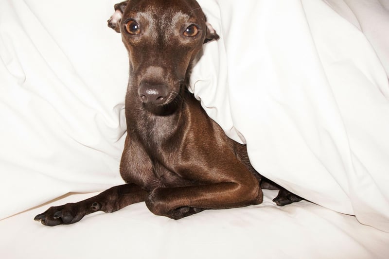 They may be known for their speed, by the Greyhound is a notoriously lazy breed happiest when they are curled up on their favourite spot on the couch. The smaller Italian Greyhound is similarly happy doing absolutely nothing.