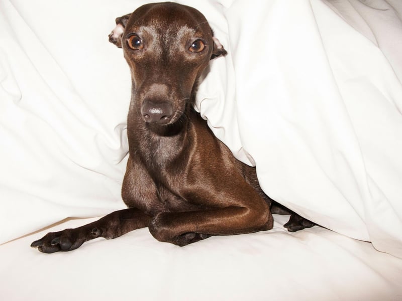 They may be known for their speed, by the Greyhound is a notoriously lazy breed happiest when they are curled up on their favourite spot on the couch. The smaller Italian Greyhound is similarly happy doing absolutely nothing.