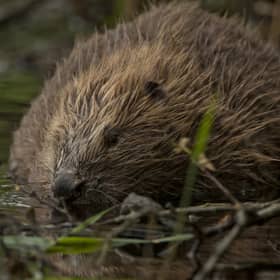 Beavers are dubbed 'nature's engineers' because of the environmental benefits their dam-building activities can provide - controlling flooding and creating new wetlands where other species can thrive. Picture: Philip Price