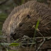 Beavers are dubbed 'nature's engineers' because of the environmental benefits their dam-building activities can provide - controlling flooding and creating new wetlands where other species can thrive. Picture: Philip Price