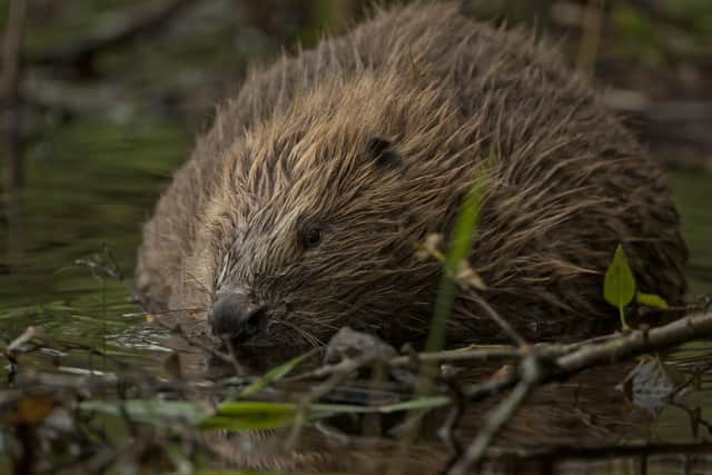 Beavers are dubbed 'nature's engineers' because of the environmental benefits their dam-building activities can provide - controlling flooding and creating new wetlands where other species can thrive. Picture: Philip Price