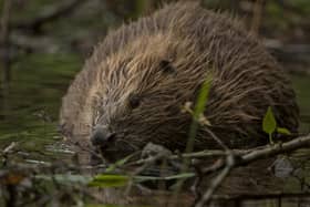 Beavers are dubbed 'nature's engineers' because of the environmental benefits their dam-building activities can provide - controlling flooding and creating new wetlands where other species can thrive. Picture: Philip Price