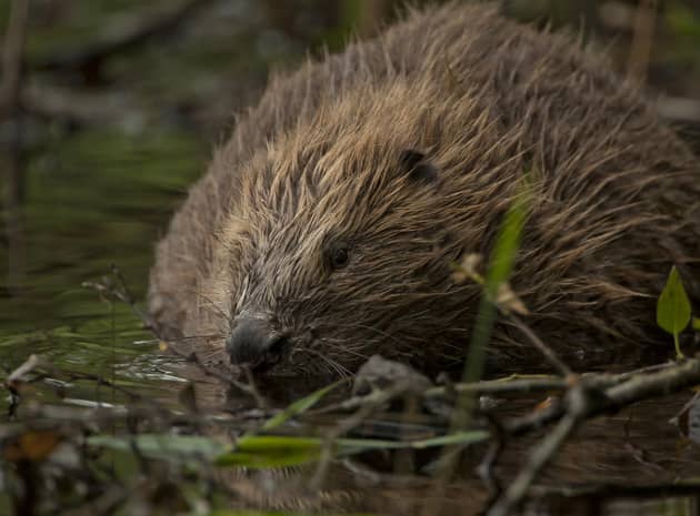 Beavers are dubbed 'nature's engineers' because of the environmental benefits their dam-building activities can provide - controlling flooding and creating new wetlands where other species can thrive. Picture: Philip Price