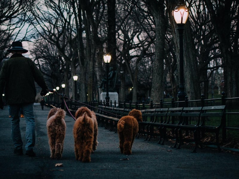 "I would recommend that you keep your dog on the lead in the dark. If they were to become tangled in a fence, fall down a hole, or even eat something toxic dropped off the path, you will struggle to know what’s wrong with them. Dogs should only be off a lead if they’re under supervision – and in the dark it’s very difficult to effectively supervise your dog."