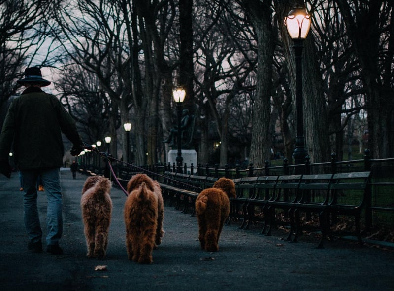 "I would recommend that you keep your dog on the lead in the dark. If they were to become tangled in a fence, fall down a hole, or even eat something toxic dropped off the path, you will struggle to know what’s wrong with them. Dogs should only be off a lead if they’re under supervision – and in the dark it’s very difficult to effectively supervise your dog."