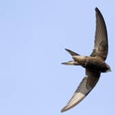 Researchers found that intensification, measured by the high use of pesticides and fertilisers, has led to the decline of many populations. Birds that rely on invertebrates for food, including swift and spotted flycatcher, have been hardest hit (Getty Images/iStockphoto)