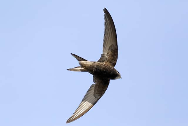 Researchers found that intensification, measured by the high use of pesticides and fertilisers, has led to the decline of many populations. Birds that rely on invertebrates for food, including swift and spotted flycatcher, have been hardest hit (Getty Images/iStockphoto)