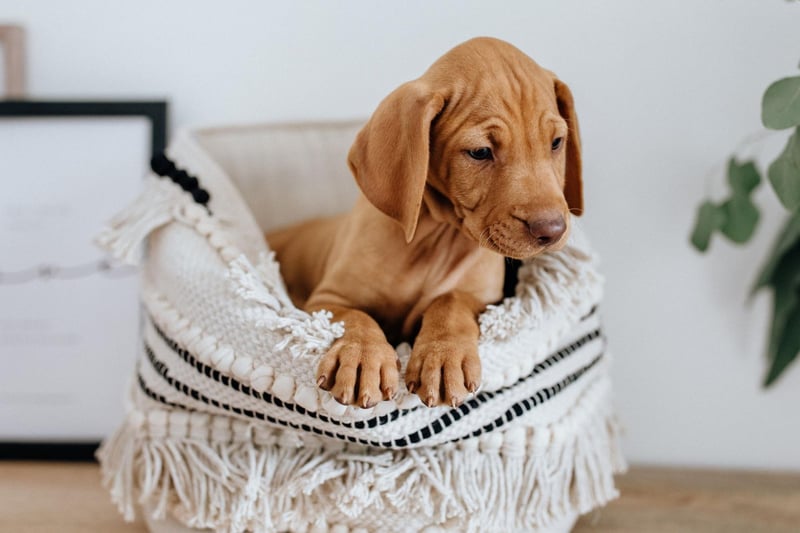 Vizsla's are large dogs that have been bred to hunt - so it's perhaps surprising that they can be very shy and timid if not widely socialised at a young age.