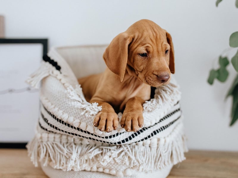 Vizsla's are large dogs that have been bred to hunt - so it's perhaps surprising that they can be very shy and timid if not widely socialised at a young age.