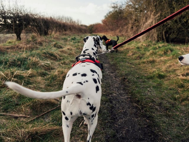 Practice recall and/or use an extended lead. In case there is an emergency or threat to your dog, it’s vital to ensure they’ll respond to your calls. Try using tasty treats for your dog as this will greatly assist in recall.