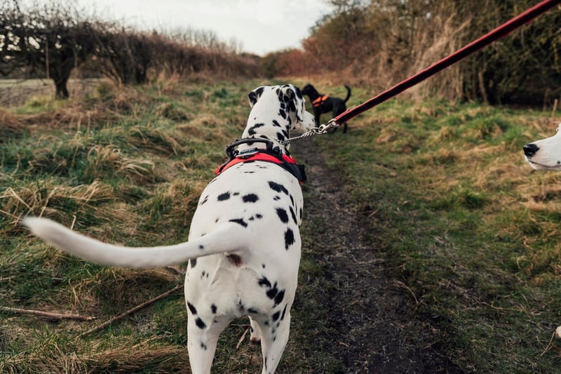 Practice recall and/or use an extended lead. In case there is an emergency or threat to your dog, it’s vital to ensure they’ll respond to your calls. Try using tasty treats for your dog as this will greatly assist in recall.