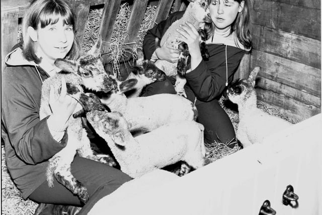 Young animal lovers Elizabeth Burgoyne and Joan Wilson holding new lambs at Edinburgh Zoo in April 1966.