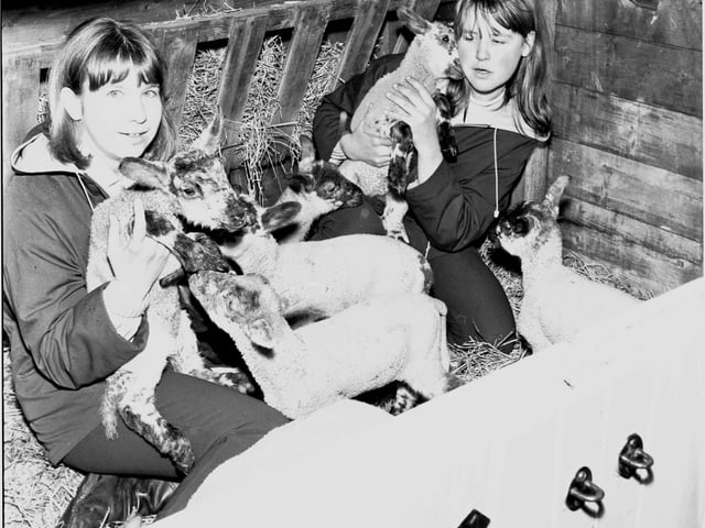 Young animal lovers Elizabeth Burgoyne and Joan Wilson holding new lambs at Edinburgh Zoo in April 1966.
