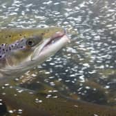 Scottish rivers are home to around 90 per cent of the UK's wild Atlantic salmon, but dramatic declines have prompted fears that the iconic fish could end up on the endangered list in the next 10 years – and even vanish entirely. Picture: Getty Images