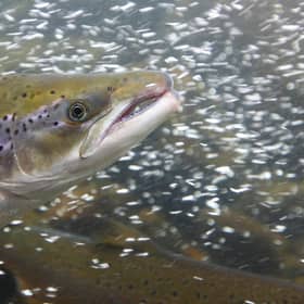 Scottish rivers are home to around 90 per cent of the UK's wild Atlantic salmon, but dramatic declines have prompted fears that the iconic fish could end up on the endangered list in the next 10 years – and even vanish entirely. Picture: Getty Images