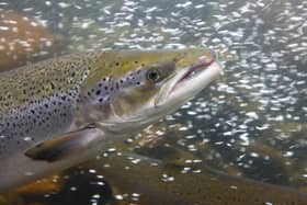 Scottish rivers are home to around 90 per cent of the UK's wild Atlantic salmon, but dramatic declines have prompted fears that the iconic fish could end up on the endangered list in the next 10 years – and even vanish entirely. Picture: Getty Images