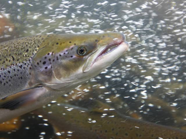 Scottish rivers are home to around 90 per cent of the UK's wild Atlantic salmon, but dramatic declines have prompted fears that the iconic fish could end up on the endangered list in the next 10 years – and even vanish entirely. Picture: Getty Images