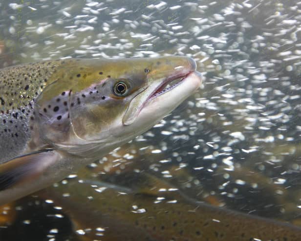 Scottish rivers are home to around 90 per cent of the UK's wild Atlantic salmon, but dramatic declines have prompted fears that the iconic fish could end up on the endangered list in the next 10 years – and even vanish entirely. Picture: Getty Images