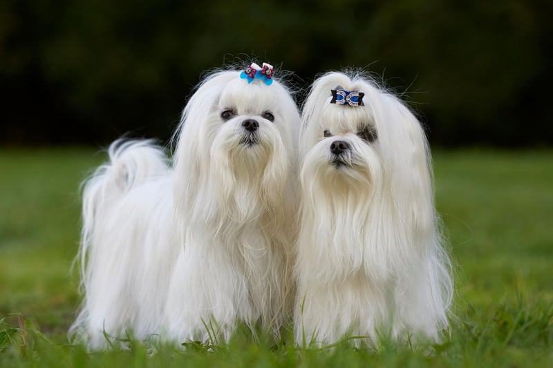 The research found 1,492 new Bellas, making it the second most popular dog name. It means 'beautiful' in Italian.