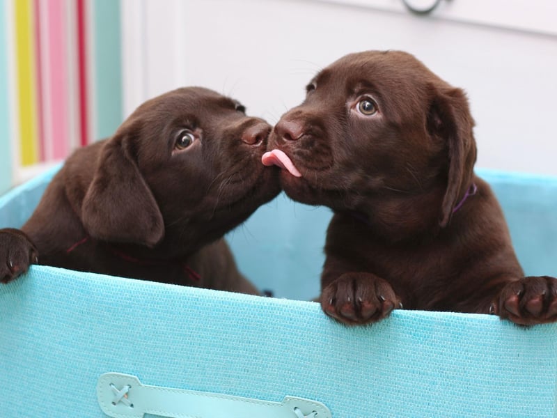 Taking the bronze medal position for female dog names in the UK is Poppy. It perhaps comes as no surprise that the name means 'red flower' in Latin.