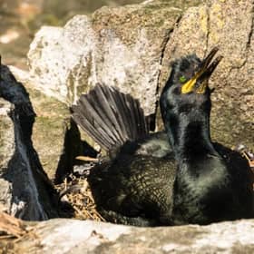Up to 80% of shag nests on Lady Isle, in the Firth of Clyde, contained plastic pollution