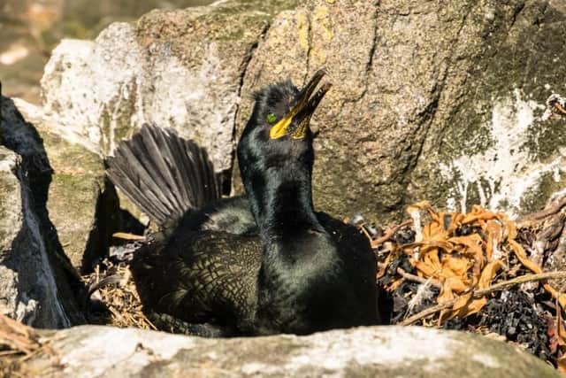 Up to 80% of shag nests on Lady Isle, in the Firth of Clyde, contained plastic pollution