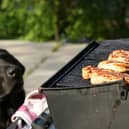A few simple tips can make sure both you and your four-legged friend enjoy alfresco eating dining the summer.