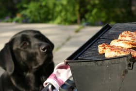 A few simple tips can make sure both you and your four-legged friend enjoy alfresco eating dining the summer.