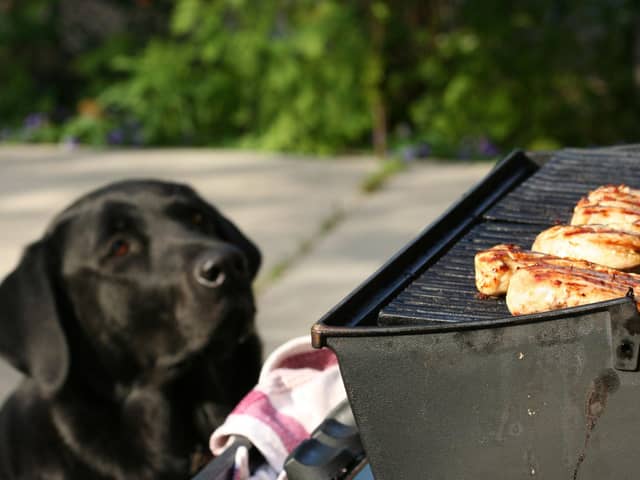 A few simple tips can make sure both you and your four-legged friend enjoy alfresco eating dining the summer.