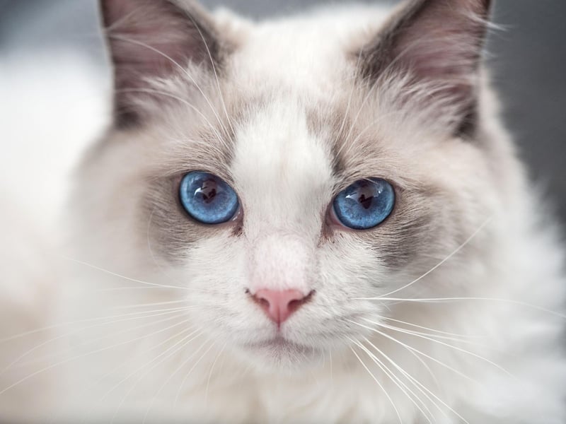 Ragdoll cats are very loving towards their humans and love playtime. As one of the most affectionate cat breeds around, they love to be held and stroked.