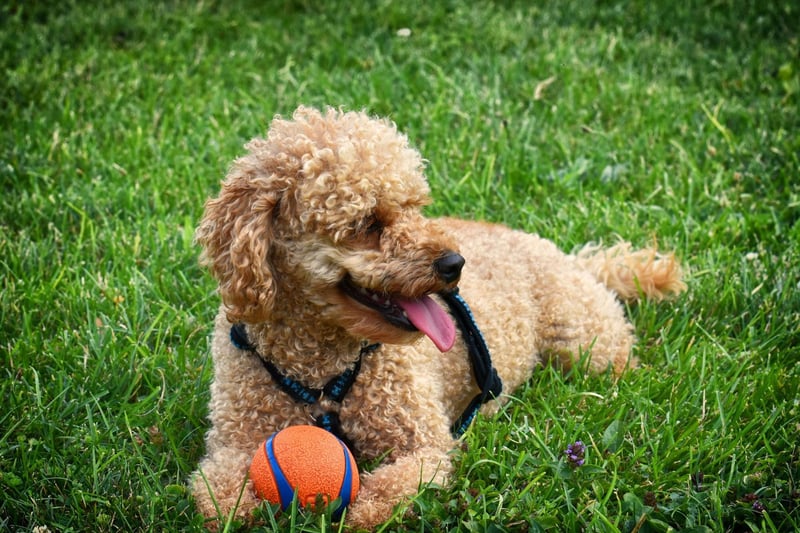 While Standard Poodles and Miniature Poodles both live relatively long lives, the Toy Poodle outdoes them both with a lifespan of up to 18 years.