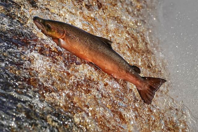 Salmon are supreme swimmers but the species is in trouble (Picture: Owen Humphreys/PA)