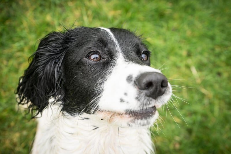 Second spot for names popular with Springer Spaniel owners goes to Max. It's short for Maximilian, a German name meaing 'greatest'.