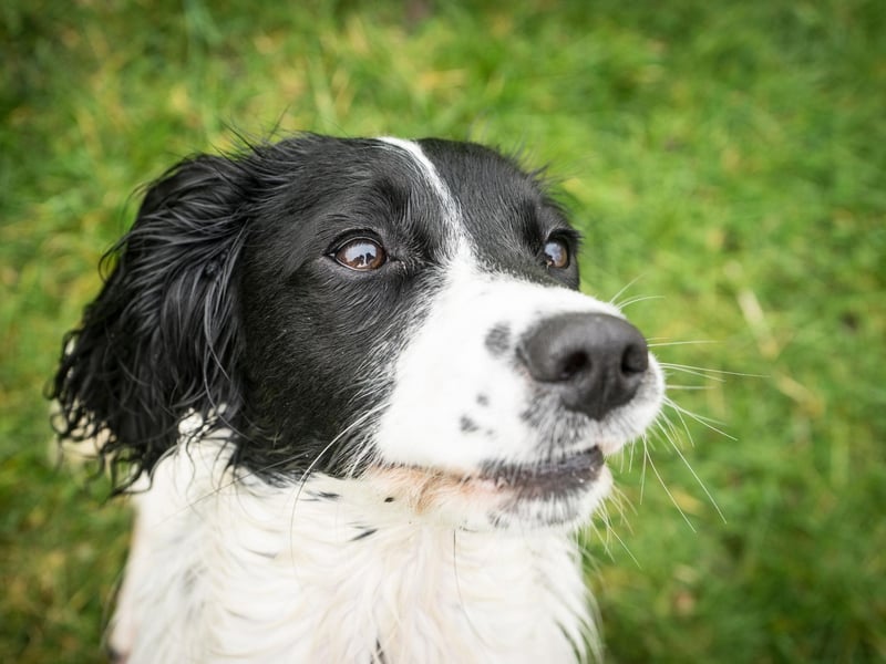 Second spot for names popular with Springer Spaniel owners goes to Max. It's short for Maximilian, a German name meaing 'greatest'.