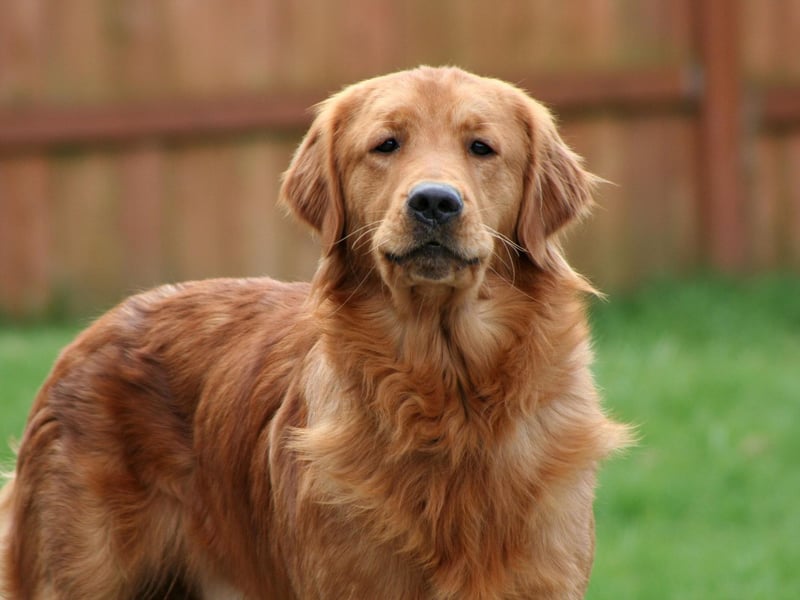 Chester claims ninth spot in our list of Golden Retriever names. It's derived from the Saxon word 'ceaster', meaning 'a fortified place', and led to the title of the English city of the same name.