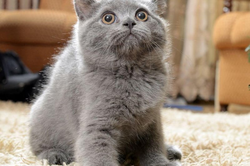This stunning blue-grey coated cat is a quiet but affectionate breed of cat that will love making you feel loved. They are not too energetic and would simply prefer to stay close to their owners.