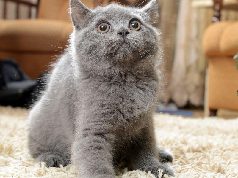 This stunning blue-grey coated cat is a quiet but affectionate breed of cat that will love making you feel loved. They are not too energetic and would simply prefer to stay close to their owners.