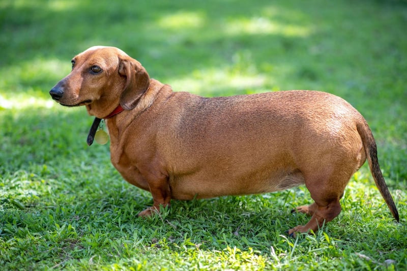 Another breed that has been bred to track down prey - both above and below ground - the Dachshound is also a professional when it comes to begging for food. They need more exercise that their size would suggest to keep them slim and healthy.