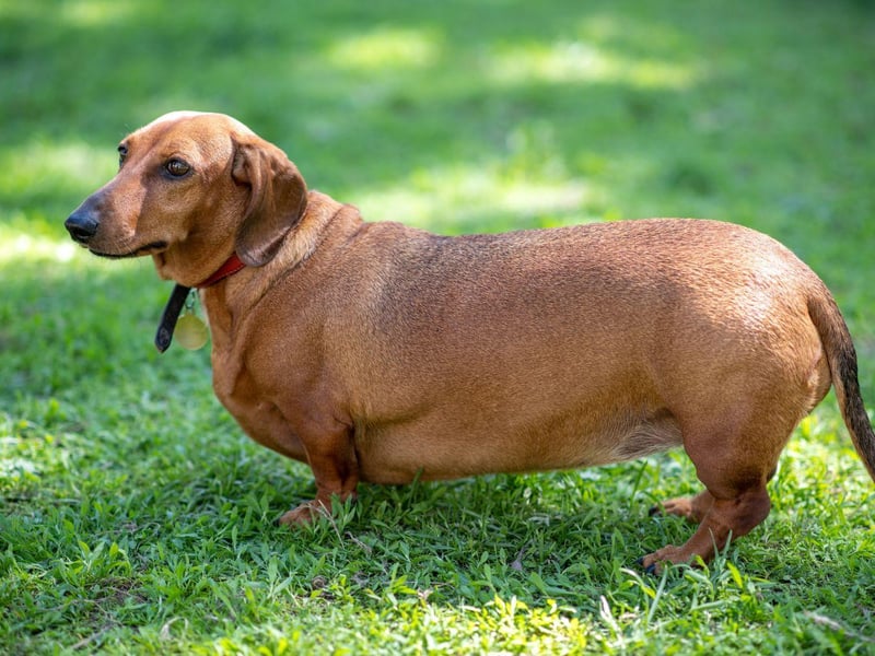 Another breed that has been bred to track down prey - both above and below ground - the Dachshound is also a professional when it comes to begging for food. They need more exercise that their size would suggest to keep them slim and healthy.