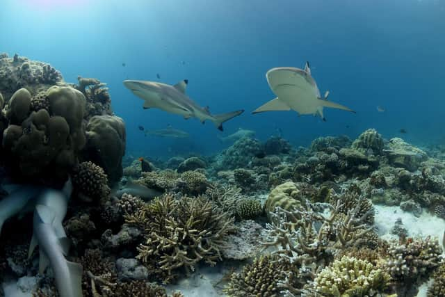 Nurse sharks swimming at Baros resort. Pic: Baros/PA.