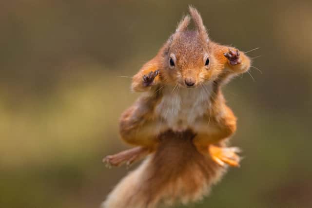 A red squirrel jumps from a branch and flies through the air to the next one. Red squirrels have spread in Scotland since their reintroduction.
