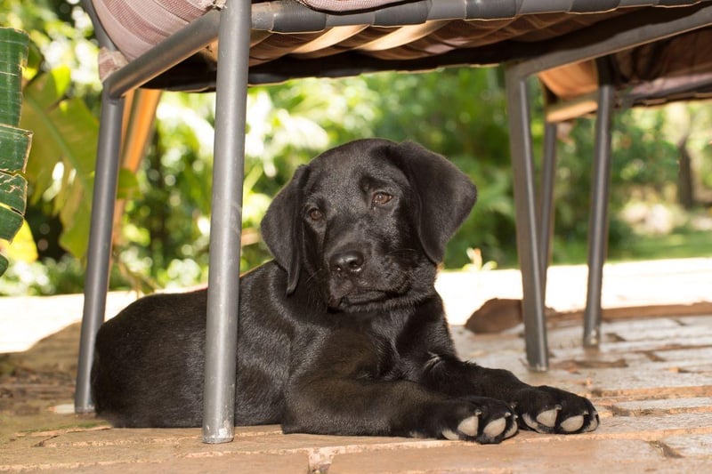 Whether black, yellow, chocolate or red, the Labrador Retriever is a perfect pub dog - happy to receive attention but made of velcro so they'll stick to their owner like glue. Just make sure your pup is exercised before and they'll happily spend hours under your table, only waking up for the occasional pat or treat.
