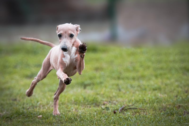 Greyhounds are members of the sighthound family and are one of the more obvious running dogs. They are best for faster runners - matching your speed quite easily but finding a light jog on lead a little slow.