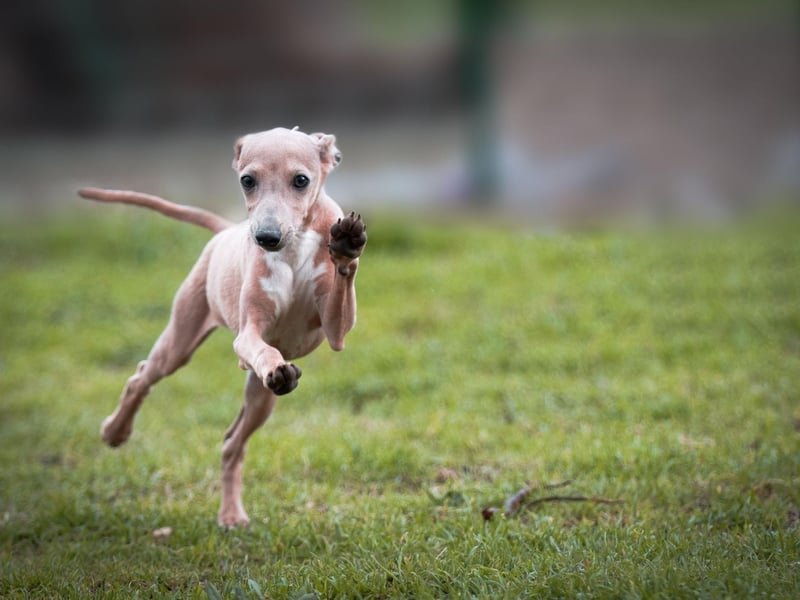 Greyhounds are members of the sighthound family and are one of the more obvious running dogs. They are best for faster runners - matching your speed quite easily but finding a light jog on lead a little slow.
